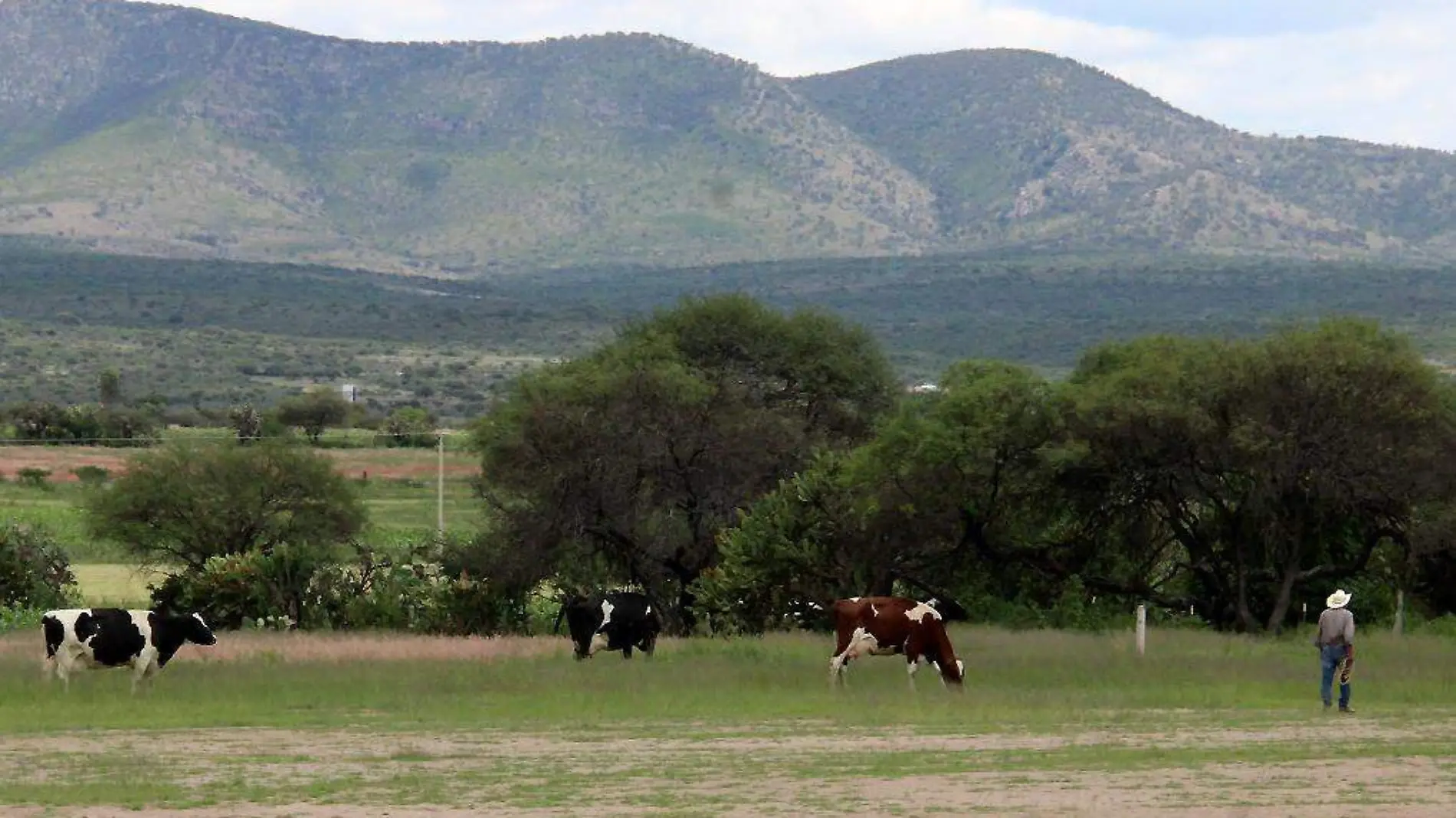 Vacas pastando en el campo